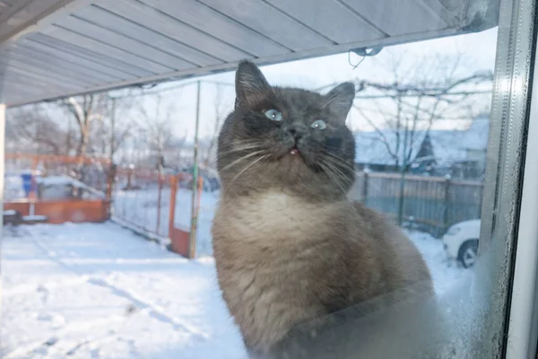 Ледяной Зимний День Кота Улице Смотрят Окно — стоковое фото