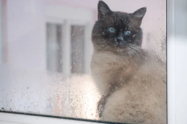 Día Invierno Helado Cat Outdoor Está Mirando Través Ventana — Foto de Stock