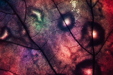 Güzel soyut yaprağı renkli ışıkta kapat. Tasarım için arkaplan modeli. Makro fotoğrafçılık görünümü.