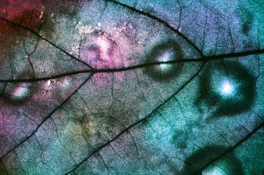 Güzel soyut yaprağı renkli ışıkta kapat. Tasarım için arkaplan modeli. Makro fotoğrafçılık görünümü.