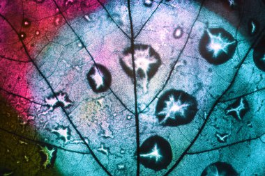 Güzel soyut yaprağı mavi ve kırmızı ışıkta kapat. Tasarım için arkaplan modeli. Makro fotoğrafçılık görünümü.