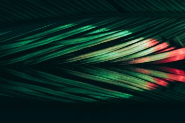 Güzel palmiye yaprağını renkli ışıkta kapat. Minimalizm retro tarzı konsept. Tasarım için arkaplan dokusu. 