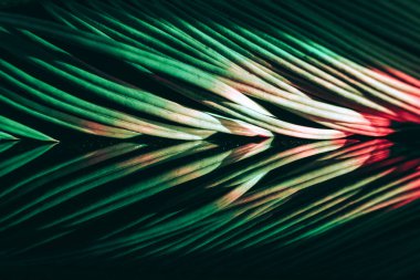 Güzel palmiye yaprağını renkli ışıkta kapat. Minimalizm retro tarzı konsept. Tasarım için arkaplan dokusu. 