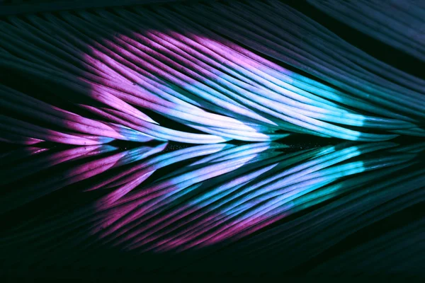 Zamknij Piękny Liść Palmy Kolorowe Światło Koncepcja Minimalizmu Stylu Retro — Zdjęcie stockowe