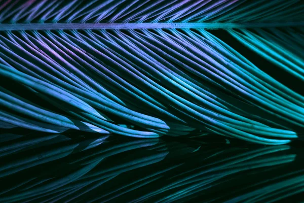 Zamknij Piękny Liść Palmy Kolorowe Światło Koncepcja Minimalizmu Stylu Retro — Zdjęcie stockowe