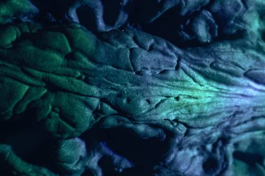 Çok renkli ışıkta çok güzel ceviz kabuğu. Tasarım için arka plan dokusu. Makro Fotoğraf Görünümü.