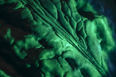 Yakın plan güzel ceviz kabuğu yeşil ışıkta aşırı. Tasarım için arka plan dokusu. Makro Fotoğraf Görünümü.