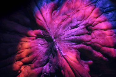 Yakın plan ceviz kabuğu pembe ışıkta aşırı. Tasarım için arka plan dokusu. Makro Fotoğraf Görünümü.