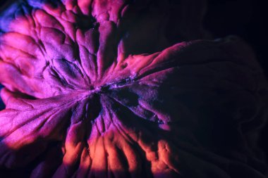 Yakın plan ceviz kabuğu pembe ışıkta aşırı. Tasarım için arka plan dokusu. Makro Fotoğraf Görünümü.