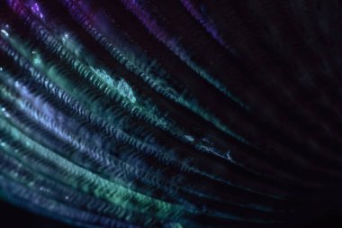 Güzel deniz kabuklarını neon ışıkta kapat. Minimalizm retro tarzı konsept. Tasarım için arkaplan modeli. Makro fotoğrafçılık görünümü.