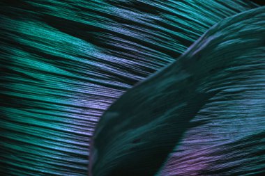 Güzel soyut yaprağı renkli neon ışıkta kapat. Minimalizm modern tarz konsepti. Tasarım için karanlık arkaplan deseni. Makro fotoğrafçılık görünümü.