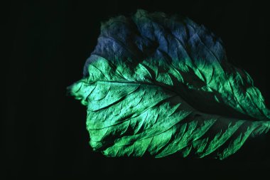 Yeşil ışıkta güzel bir soyut yaprak. Minimalizm modern tarz konsepti. Tasarım için arkaplan deseni. 