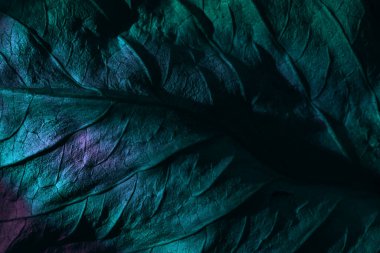 Güzel soyut yaprak dokusunu çok renkli neon ışıkla kapat. Minimalizm retro tarzı konsept. Tasarım için arkaplan modeli. Makro fotoğrafçılık görünümü.