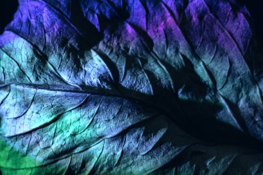 Güzel soyut yaprak dokusunu çok renkli neon ışıkla kapat. Minimalizm retro tarzı konsept. Tasarım için arkaplan modeli. Makro fotoğrafçılık görünümü.