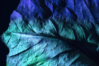 Güzel soyut yaprak dokusunu çok renkli neon ışıkla kapat. Minimalizm retro tarzı konsept. Tasarım için arkaplan modeli. Makro fotoğrafçılık görünümü.
