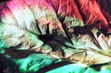 Güzel soyut yaprak dokusu neon ışığı. Minimalizm retro tarzı konsept. Tasarım için arkaplan modeli. Makro fotoğrafçılık görünümü.