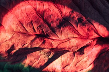 Güzel soyut yaprak dokusu neon ışığı. Minimalizm retro tarzı konsept. Tasarım için arkaplan modeli. Makro fotoğrafçılık görünümü.