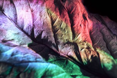 Güzel soyut yaprak dokusu neon ışığı. Minimalizm retro tarzı konsept. Tasarım için arkaplan modeli. Makro fotoğrafçılık görünümü.