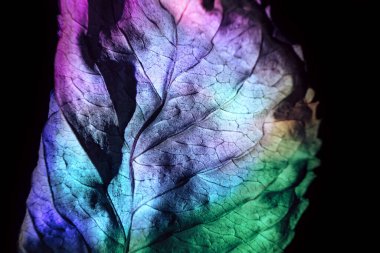 Güzel soyut yaprak dokusu neon ışığı. Minimalizm retro tarzı konsept. Tasarım için arkaplan modeli. Makro fotoğrafçılık görünümü.