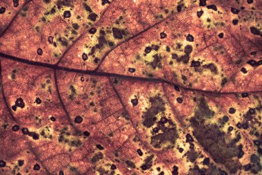 Eski bir yaprak bitkisinin detaylarını kapat. Tasarım için güzel arkaplan deseni. 