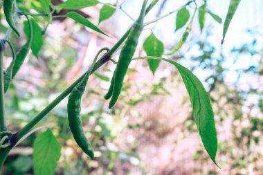 Gökyüzü zemininde yetişen taze ve güzel yeşil biber. Kapat..
