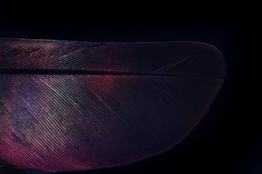 Kuş tüyü neon renkli ışık. Tasarım için güzel bir arka plan dokusu. Makro fotoğrafçılık görünümü.