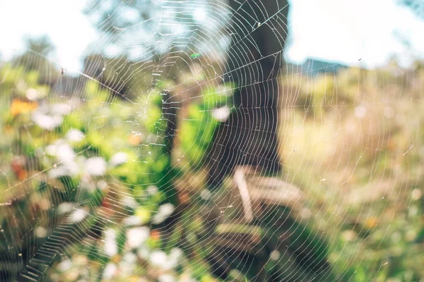 Cobweb or spider\'s web against a natural background.