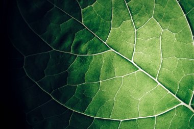 Close up beautiful green leaf background texture. Macro photography view.	