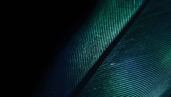 Close up Beautiful GREEN Bird feather background pattern texture for design. Macro photography view.