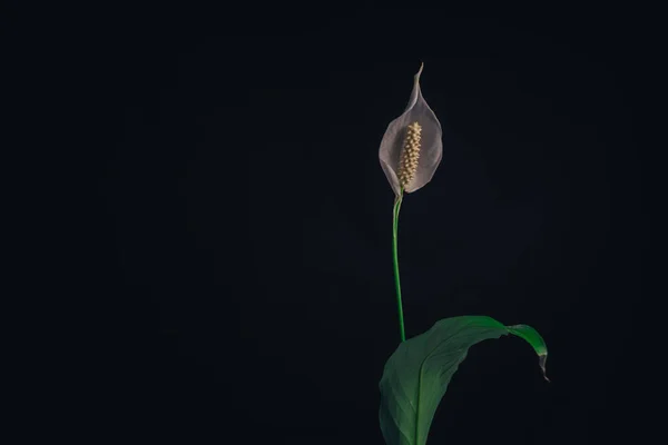 White Spathiphyllum pearl flower on a black background pattern for design.