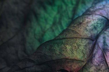 Güzel soyut yaprağı neon ışıkta kapat. Minimalizm modern tarz konsepti. Tasarım için arkaplan modeli. Makro fotoğrafçılık görünümü.