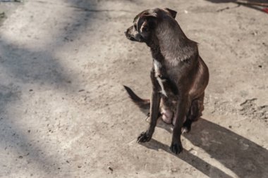 Yaşlı köpekler. Anne ve kızı. Bahçedeki hayvanlar..
