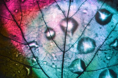 Güzel soyut yaprağı mavi ve kırmızı ışıkta kapat. Tasarım için arkaplan modeli. Makro fotoğrafçılık görünümü.