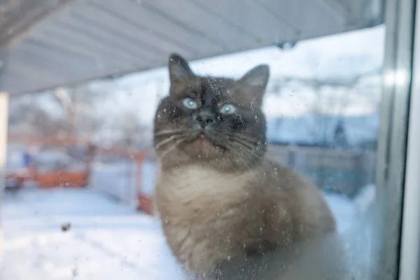 Ледяной Зимний День Кота Улице Смотрят Окно — стоковое фото