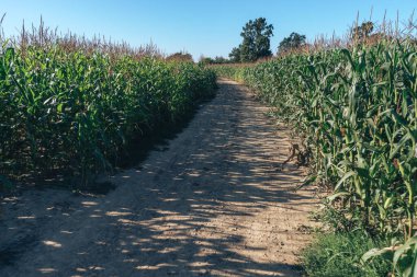 Güzel yeşil mısır tarlaları ve yol boyunca doğal bir arka plan.. 