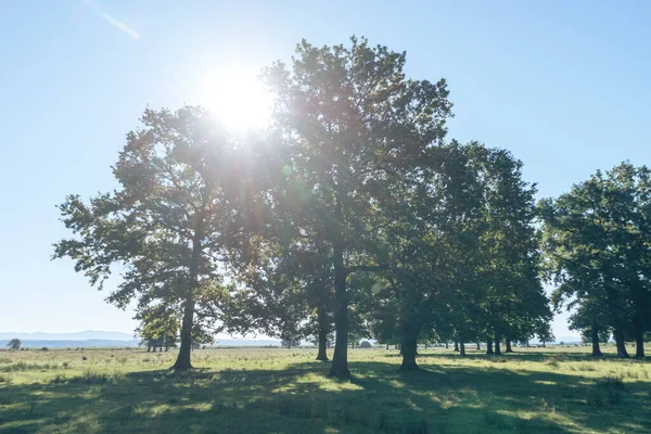 Beautiful Tree Oak Forest Landscape Green Meadow Sky — Stock Photo, Image