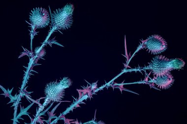 Neon ışıkta siyah renkte güzel bir çiçek dulavratotu. Minimalizm retro tarzı konsept. Tasarım için arkaplan deseni.