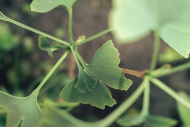 Ginkgo Biloba 'nın küçük ağacındaki yeşil yapraklı Ginkgo' yu kapat. Makro fotoğrafçılık görünümü.