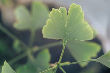 Ginkgo Biloba 'nın küçük ağacındaki yeşil yapraklı Ginkgo' yu kapat. Makro fotoğrafçılık görünümü.