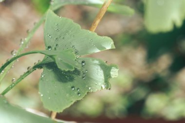 Ginkgo Biloba 'nın küçük ağacındaki yeşil yapraklı Ginkgo' yu kapat. Makro fotoğrafçılık görünümü.