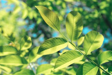 Güzel yeşil ağaç yukarı bak. Tasarım için arkaplan deseni.