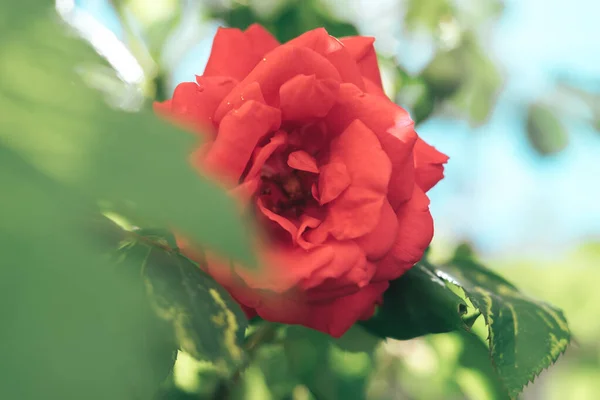 Zamknij Czerwony Kwiat Róży Zielonym Tle Ogrodu Deszczu — Zdjęcie stockowe