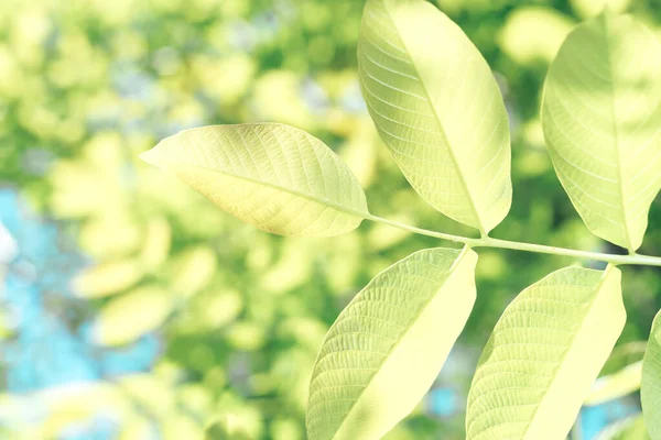 Bellissimo Albero Verde Guardare Alto Modello Sfondo Progettazione — Foto Stock