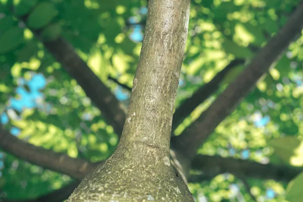 Piękne Zielone Drzewo Spójrz Górę Wzór Tła Dla Projektu — Zdjęcie stockowe