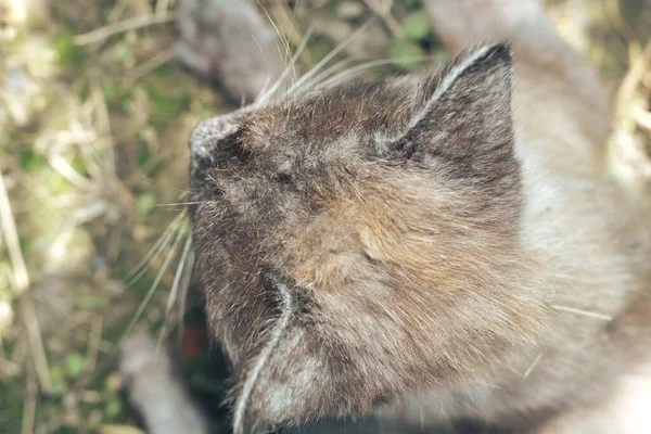 Närbild Siamese Katt Liggande Gräs Rolig Sovande Katt Porträtt Sovande — Stockfoto