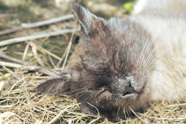 Close Siamês Gato Deitado Uma Grama Engraçado Dormindo Gato Retrato — Fotografia de Stock