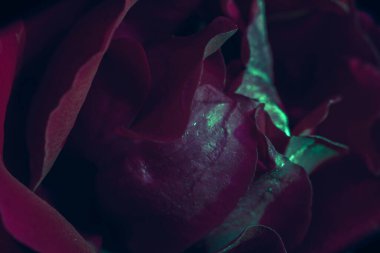 Güzel taze güller. Yeşil-kırmızı neon gül yaklaş. Parlak makro arkaplan.