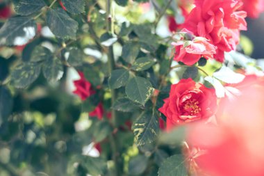 Güzel taze güller. Kırmızı güllerden oluşan bir çalıya yaklaş. Doğal arka plan, geniş çalı.