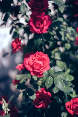 Güzel taze güller. Doğal arka plan, bahçedeki çalılıklardaki güllerin kabarıklığı. Bahçedeki kırmızı güllerden bir çalıya yaklaş..