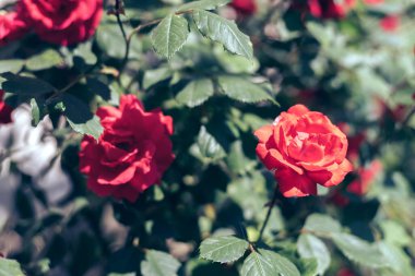 Güzel taze güller. Doğal arka plan, bahçedeki çalılıklardaki güllerin kabarıklığı. Bahçedeki kırmızı güllerden bir çalıya yaklaş..